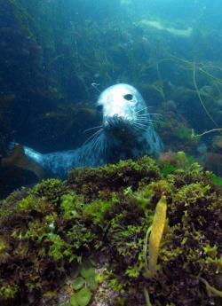 Chris's beautiful picture of one of the seals!